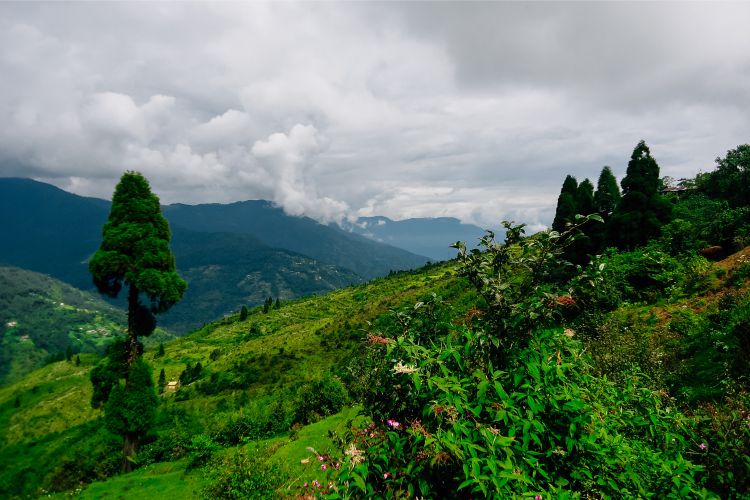 Gangtok and Darjeeling Tour Image 7